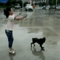 汪星人 萌宠 可爱 狗狗 搞笑