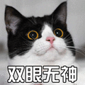 猫 萌宠 双眼无神