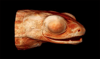 听力 科学 动物 自然 声音 进化 青蛙 加德纳的青蛙