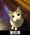 潜犯罪 跳跃 猫咪 可爱