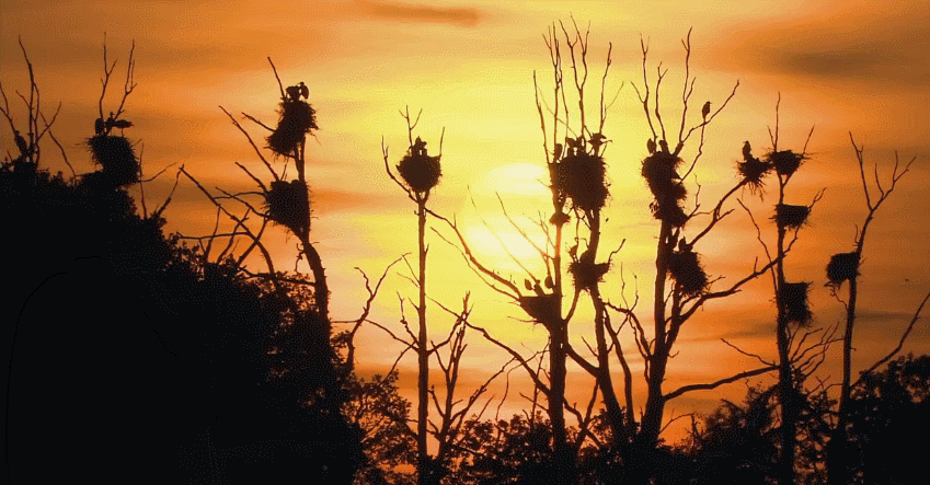 多瑙河-欧洲的亚马逊 安静 纪录片 美 风景 飞鸟 黄昏