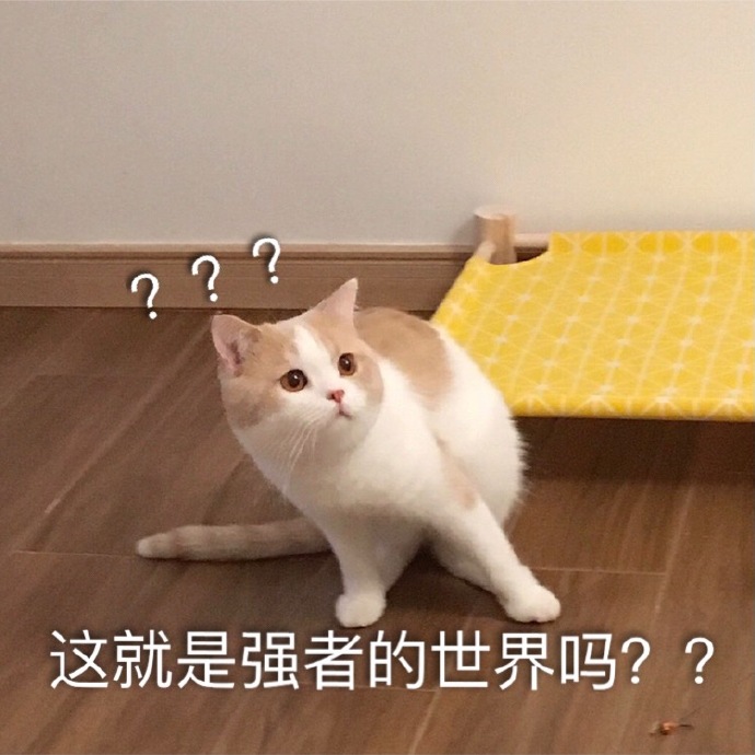 萌宠gif猫星人gif这就是强者的世界吗gif惊讶gif搞怪gif逗gif