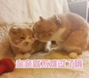 萌宠 喵星人 亲亲 别难过了 呆萌 可爱