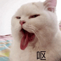 呕 猫 嫌弃