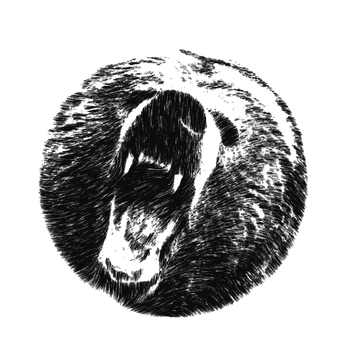 熊 bear 黑白 动画