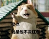 吐槽 仓鼠 是他就是他不发红包