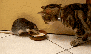 猫咪 老鼠 抢食 搞笑 拽过来