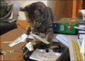 小猫 玩具 可爱 室内