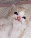 猫咪 可爱 爪子 大眼睛 躺着