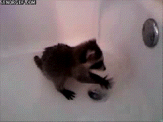 浣熊 raccoon 幼崽 洗手池