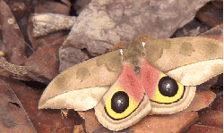 昆虫 枯叶蝶 模仿大师：哥斯达黎加昆虫 纪录片