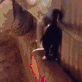 汪星人 狗狗 可爱 搞笑 二哈
