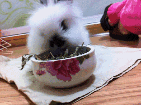 小兔子 吃东西 呆萌 可爱