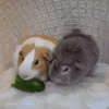 老鼠 强食 可爱 soogif