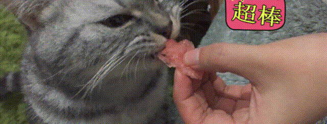 猫咪 可爱 吃东西 超棒