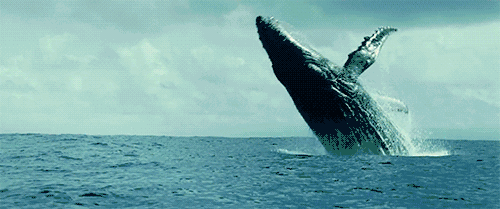 世界尽头 鲸鱼 浮出水面 欢乐