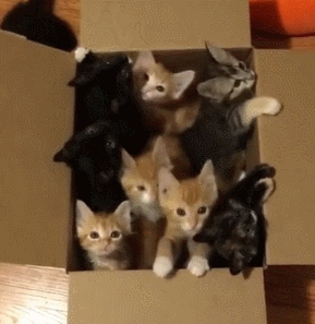 猫咪 可爱 纸箱 跳出去