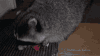 浣熊 raccoon 吃货 反光眼