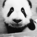 熊猫  幼崽  可爱  萌  爬行  好奇