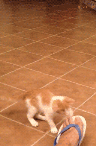 小猫 跳跃 可爱 毛茸茸