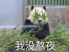 萌宠 熊猫 我没熬夜 无奈 呆萌 可爱
