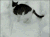 宠物 自娱 喵星人 自乐 萌 gif