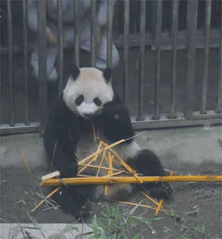 大熊猫 栏杆 别闹了 吃饭呢
