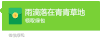 原谅绿 红包 绿