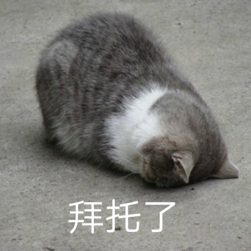 萌宠gif猫星人gif拜托了gif求你了gif呆萌gif可爱gif