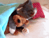 狗狗  猫咪     起床了   睡觉