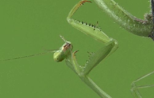 昆虫 模仿大师：哥斯达黎加昆虫 纪录片 螳螂