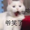 萌宠 猫星人 爷笑了 呆萌 可爱