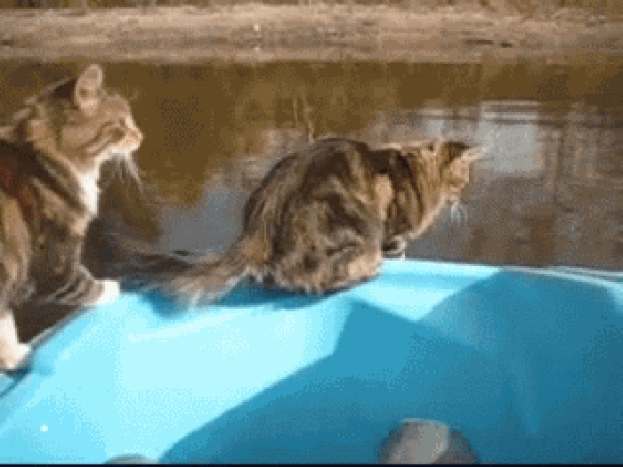 瞎猫 跳跃 掉落 湖水