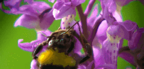 吮食 昆虫 植物 神话的森林 紫罗兰 纪录片 花蜜 蜜蜂
