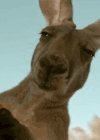 宠物 性感 袋鼠 搞笑 萌 gif 挑逗