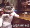 猫咪 喵星人 今天生活 同样苦涩 斗图 搞笑 可爱