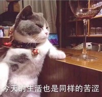 猫咪 喵星人 今天生活 同样苦涩 斗图 搞笑 可爱