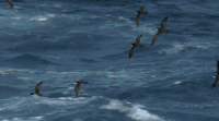 BBC 军舰鸟 加拉帕戈斯群岛 动作 动物 太平洋 纪录片 飞