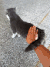 猫咪 喵星人 搞笑 可爱 淘气