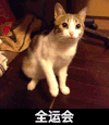 猫咪 可爱 舔一舔 全运会
