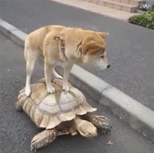 狗狗 乌龟 司机 爬行