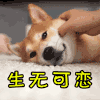 无语 生无可恋 柯基