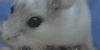 猫 宠物 动物 可爱 仓鼠