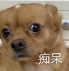 萌宠 猫星人 痴呆 无辜 呆萌 可爱