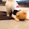 狗 翻身 可爱 穿衣服