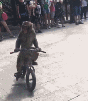 猴子 骑车 撞树 搞笑
