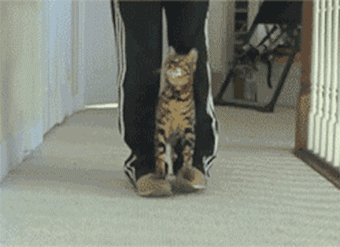 猫咪 配合 行走 搞笑