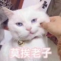 莫挨老子 猫咪 喵星人 搞笑 捏脸