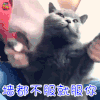 猫咪 猫 萌宠 赞 墙都不服 就服你 soogif soogif出品
