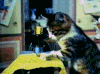 猫咪 旋转 影子 玩耍